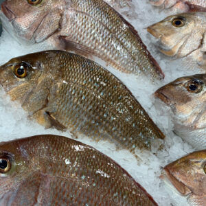 king-snapper-2-2