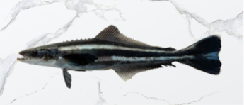 cobia_fish